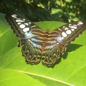 Meet your Posher, Chonda